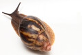 Archachatina marginata egregia Cameroon typ 2e adult, 9cm
